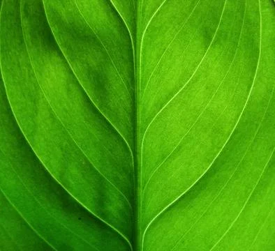 Green leaf macro Stock Photos