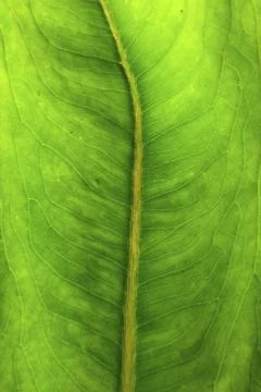 Green leaf macro Stock Photos