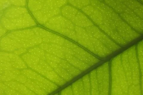 Green leaf macro Stock Photos