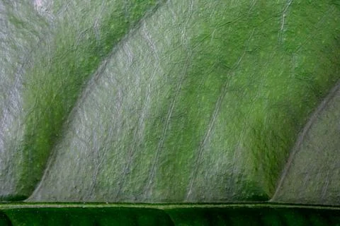 Green leaf macro Stock Photos