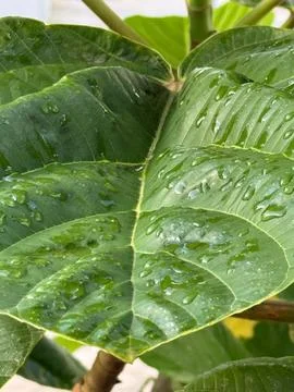 Green leaf in macro with raindrops Stock Photos