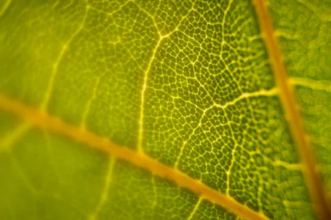 Green leaf macro shot Stock Photos