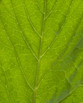 Green leaf macro shot Stock Photos