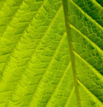 Green leaf macro shot Stock Photos