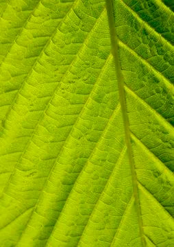 Green leaf macro shot Stock Photos