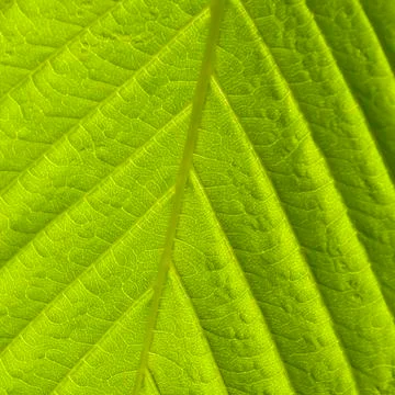 Green leaf macro shot Stock Photos