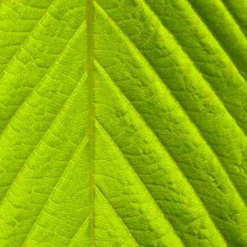 Green leaf macro shot Stock-Fotos