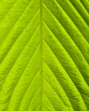 Green leaf macro shot Stock Photos