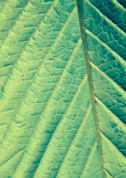 Green leaf macro shot Stock Photos