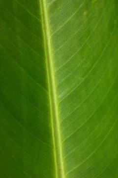 Green leaf macro shot Stock Photos