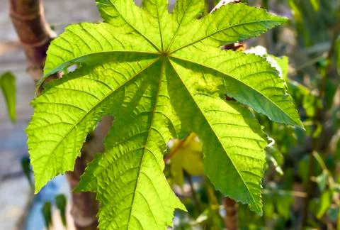 A green leaf macro shot. Stock Photos