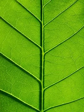 Green Leaf Macro Texture with Detailed Veins Background 写真素材