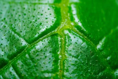 Green Leaf Macro Texture Nature Background Stock Photos