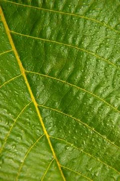 Green leaf macro texture Stock Photos