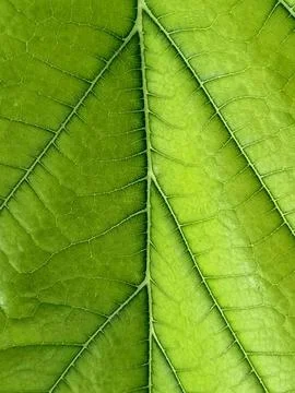 Green Leaf Macro Texture with Veins Stock Photos