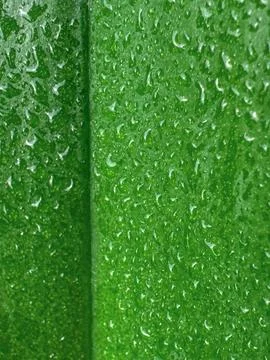 Green leaf macro texture with water droplets after rain wet freshness natur.. 스톡 사진