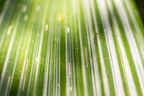 Green leaf macro view shows parallel veins illuminated by soft sunlight. Stock Photos