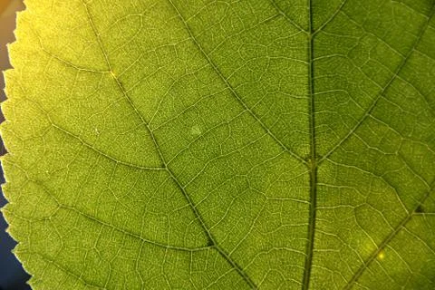 Green leaf macro. visible veins. closeup Stock Photos
