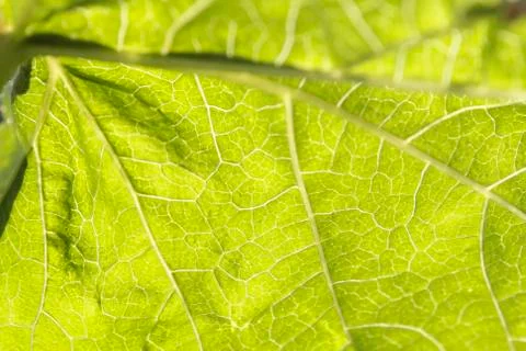 Green leaf macro wallpaper Stock Photos