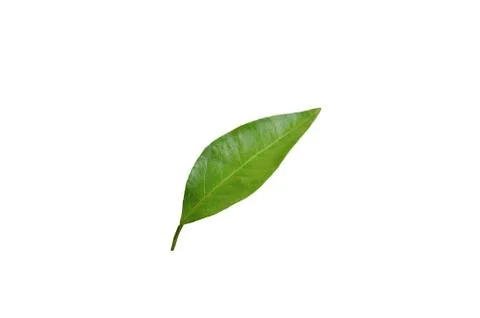 Green leaf mandarin. White isolate Stock Photos