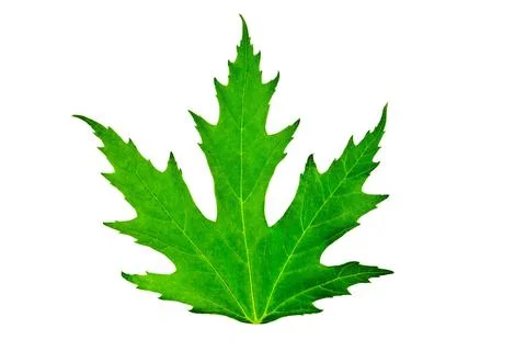 Green leaf of maple isolated Stock Photos