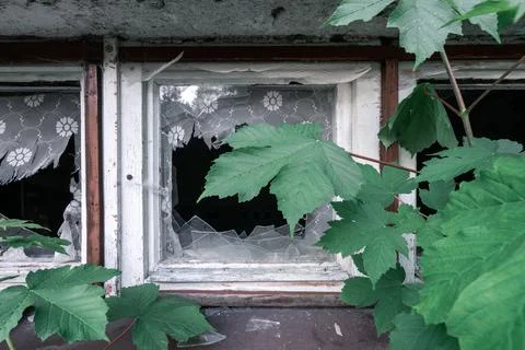Green leaf of maple tree covering small broken window with red frame and window Stock Photos