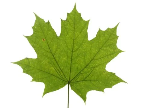 Green leaf of a maple tree isolated on white background. Stock Photos