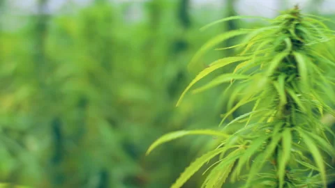 Green leaf of marijuana, Marijuana for experiments in medical science. Video stock 145598036