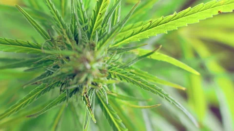 Green leaf of marijuana, Marijuana for experiments in medical science. Stock Footage 145648117