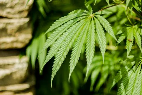 Green leaf marijuana Stock Photos