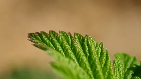 Green leaf in a meadow Stock Footage 50426188