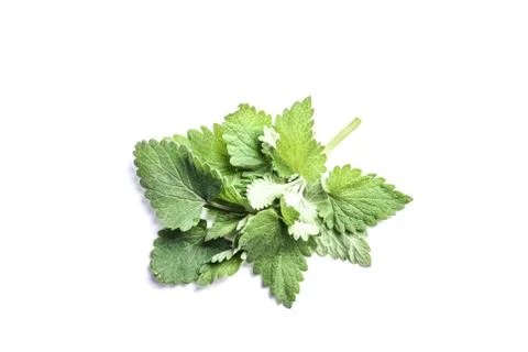 Green leaf of melissa on white background Stock Photos