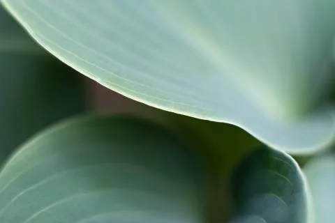 Green Leaf Menthol Foto stock