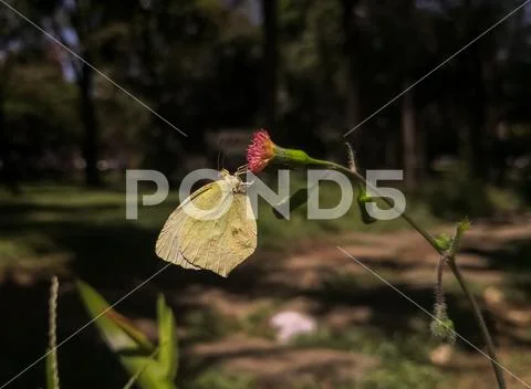 Green leaf mimicry butterfly. Gonepteryx rhamni over a thistle flower Stock Photos
