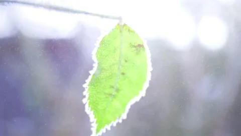 Green Leaf with Mist Cinemagraph Stock Footage 143570688