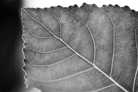 Green leaf in monochrome Stock Photos