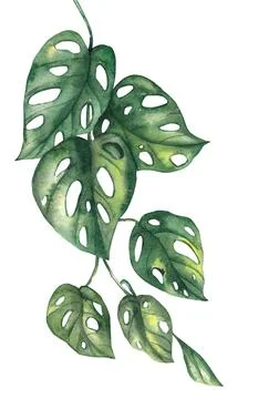 Green leaf monstera hand drawn watercolor illustration Stock Illustration