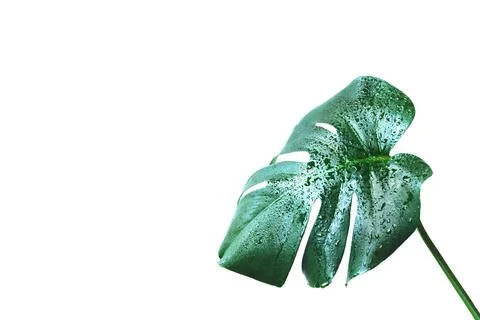 Green leaf of monstera Stock Photos