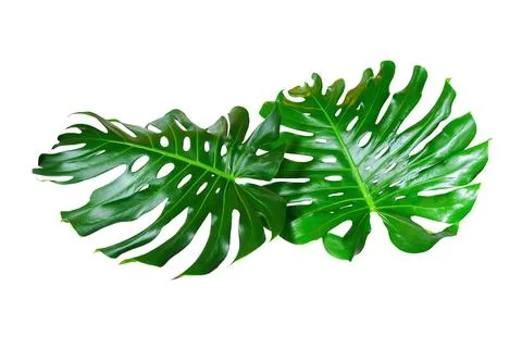 Green Leaf Monstera On White Background, Real Tropical Jungle Foliage Plants. Stock Photos