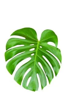 Green Leaf Monstera On White Background, Real Tropical Jungle Foliage Plants. Stock Photos