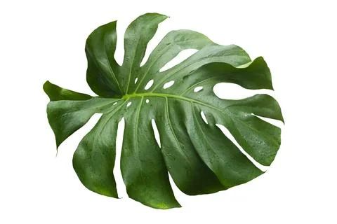 Green Leaf Monstera On White Background, Real Tropical Jungle Foliage Plants. Stock Photos