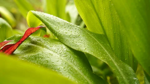 Green Leaf with Morning Dew Stock Footage 245572571