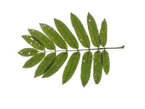 Green leaf of mountain ash isolated on white background. Stock Photos
