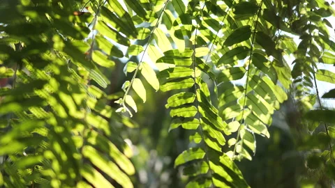 Green leaf moved by the wind with natural backlight in 4K Stock-Footage 151727612