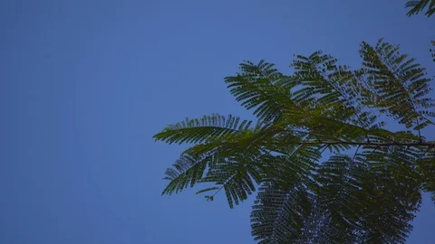 Green leaf movement on blurred backgroun in forest on hills Stock Footage 122885294