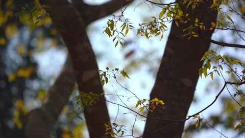 Green leaf movement on blurred backgroun in forest on hills Vidéo 122885624