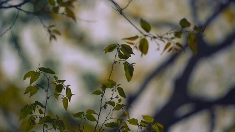 Green leaf movement on blurred backgroun in forest on hills 库存影片 122885704