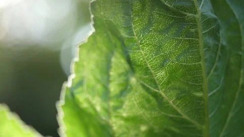 A green leaf moves in the sunlight in the garden 動画素材 137338134