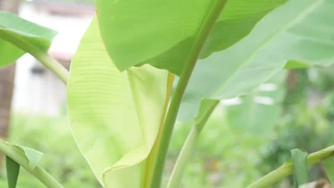 Green leaf moving in nature. Stock Footage 173592562