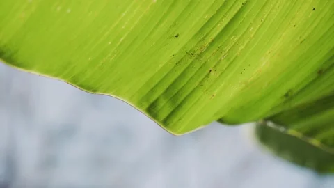 Green Leaf moving with the wind in a summer afternoon Stock Footage 149016915